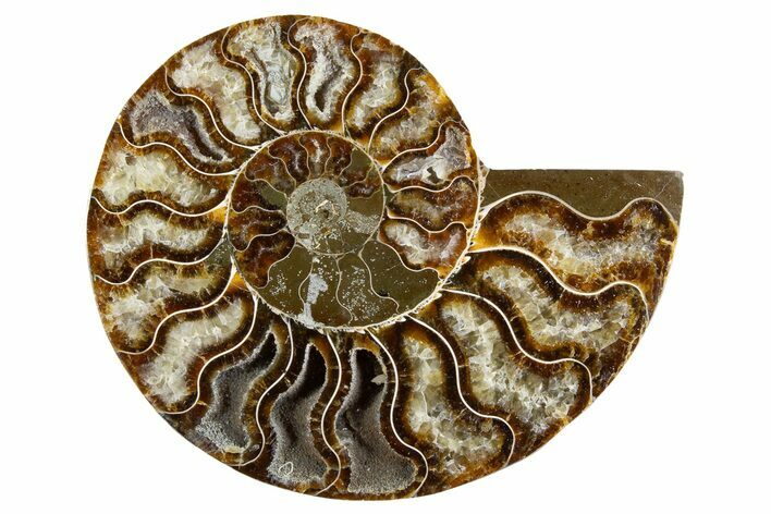 Cut & Polished Ammonite Fossil (Half) - Madagascar #345980